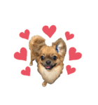 愛犬ふぁみりー（個別スタンプ：38）