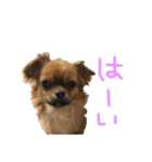 愛犬ふぁみりー（個別スタンプ：40）