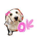 愛犬てぃらオリジナルスタンプ（個別スタンプ：1）