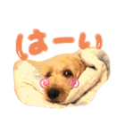 愛犬てぃらオリジナルスタンプ（個別スタンプ：2）