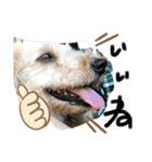 愛犬てぃらオリジナルスタンプ（個別スタンプ：3）