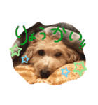 愛犬てぃらオリジナルスタンプ（個別スタンプ：4）