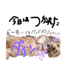 愛犬てぃらオリジナルスタンプ（個別スタンプ：6）