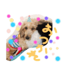 愛犬てぃらオリジナルスタンプ（個別スタンプ：9）