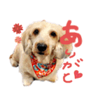 愛犬てぃらオリジナルスタンプ（個別スタンプ：10）