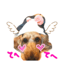 愛犬てぃらオリジナルスタンプ（個別スタンプ：12）