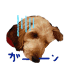 愛犬てぃらオリジナルスタンプ（個別スタンプ：13）