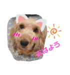 愛犬てぃらオリジナルスタンプ（個別スタンプ：14）