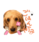 愛犬てぃらオリジナルスタンプ（個別スタンプ：16）