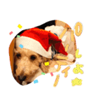 愛犬てぃらオリジナルスタンプ（個別スタンプ：17）