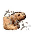 愛犬てぃらオリジナルスタンプ（個別スタンプ：18）