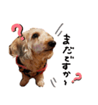 愛犬てぃらオリジナルスタンプ（個別スタンプ：19）