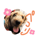 愛犬てぃらオリジナルスタンプ（個別スタンプ：20）