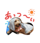 愛犬てぃらオリジナルスタンプ（個別スタンプ：21）