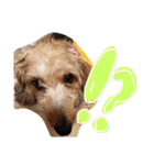 愛犬てぃらオリジナルスタンプ（個別スタンプ：22）