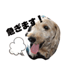 愛犬てぃらオリジナルスタンプ（個別スタンプ：23）