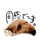 愛犬てぃらオリジナルスタンプ（個別スタンプ：24）