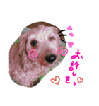 愛犬てぃらオリジナルスタンプ（個別スタンプ：25）