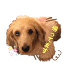 愛犬てぃらオリジナルスタンプ（個別スタンプ：26）
