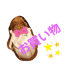 愛犬てぃらオリジナルスタンプ（個別スタンプ：27）