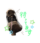 愛犬てぃらオリジナルスタンプ（個別スタンプ：30）
