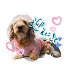 愛犬てぃらオリジナルスタンプ（個別スタンプ：31）