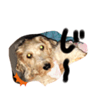 愛犬てぃらオリジナルスタンプ（個別スタンプ：33）