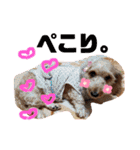 愛犬てぃらオリジナルスタンプ（個別スタンプ：35）