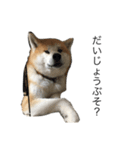 秋田犬面白ろスタンプ（個別スタンプ：5）
