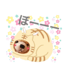 くまタロー（個別スタンプ：8）