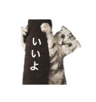 スコティッシュフォールドのパスカルくん（個別スタンプ：9）
