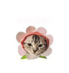 スコティッシュフォールドのパスカルくん（個別スタンプ：10）