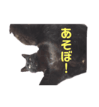 AZUKI is CAT！！〜キバ猫あずきスタンプ〜（個別スタンプ：2）