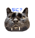 AZUKI is CAT！！〜キバ猫あずきスタンプ〜（個別スタンプ：3）