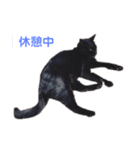 AZUKI is CAT！！〜キバ猫あずきスタンプ〜（個別スタンプ：6）