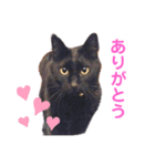 AZUKI is CAT！！〜キバ猫あずきスタンプ〜（個別スタンプ：7）