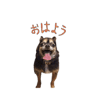 チワワのムギ（個別スタンプ：7）