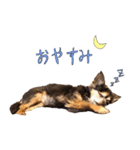 チワワのムギ（個別スタンプ：8）