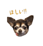 チワワのムギ（個別スタンプ：9）