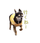 チワワのムギ（個別スタンプ：11）