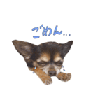 チワワのムギ（個別スタンプ：12）