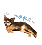 チワワのムギ（個別スタンプ：16）