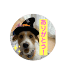 ジャックラッセルテリアのあんずちゃん（個別スタンプ：7）