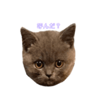 赤ん坊な子猫アンちゃん（個別スタンプ：1）