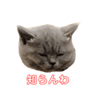 赤ん坊な子猫アンちゃん（個別スタンプ：3）