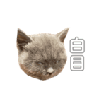 赤ん坊な子猫アンちゃん（個別スタンプ：4）