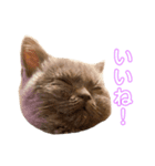 赤ん坊な子猫アンちゃん（個別スタンプ：5）