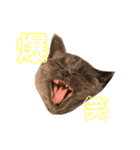 赤ん坊な子猫アンちゃん（個別スタンプ：7）