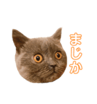 赤ん坊な子猫アンちゃん（個別スタンプ：8）