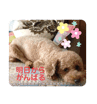 WankoLife（個別スタンプ：7）